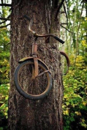 THE STORY BEHIND THE BICYCLE IN THE TREE ON VASHON ISLAND, WA