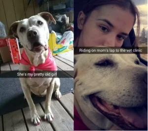 A heartbreaking story of what you have to do when your dog is very ill
