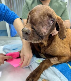 A heart-wrenching scene: a suffering dog with a massive tumor, collapsed and crying out for help ‎
