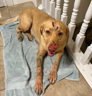 Courageous Labrador Retriever Fights Mountain Lion to Save Two Children and Protect Family ‎