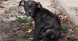 Rescuers Save Neglected Dog Chained 24/7, Helping Him Recover and Find Love