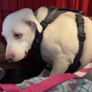 I’ve been in the shelter for 7 years, today is my birthday and I’m still waiting for my foster parents to come and take me home ‎