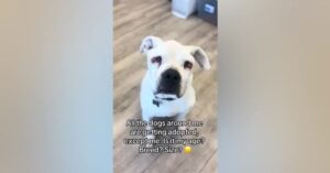 Abandoned Dog Who Beat Cancer Marks 5 Years in Shelter ‎