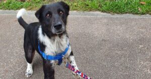 Dog Finds Forever Home After Over 2 Years in Shelter. ‎