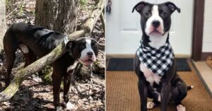 A Dog Rescued from Being Collared and Tied to a Tree in Connecticut is Looking for a Loving Home ‎