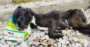 He continues to struggle for survival in this indifferent world, his eyes unable to open 