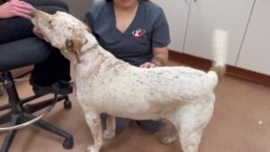 Heroic Rescue Dog Stabbed When Protecting Family. Luckily it was saved. ‎