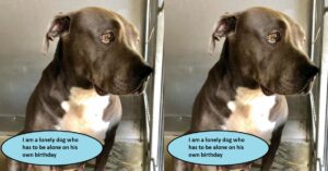 I am a lonely dog ​​who has to be alone on my own birthday. ‎