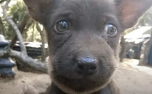 This Man Discovers Puppy With Sore, Tear-Streaked Face. ‎