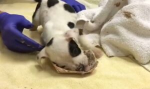 Pup Abandoned for Being Different Seeks Love for Who He Is ‎