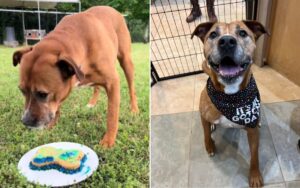 Senior Shelter Dog’s Heartbreaking Milestone After Abandonment