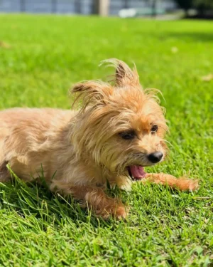 Three-Legged Dog Learns Love and Loss from Disabled Rescue Pup