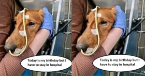 Today is my birthday but I have to stay in hospital