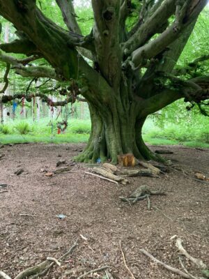 The Witches Tree
