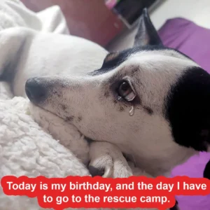 Today is Mazi’s birthday, her owner decided to take her to the shelter. ‎