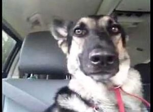 Dog Hears His New Favourite Song on the Radio.