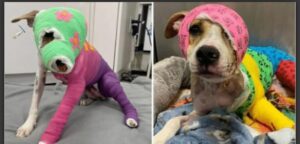 Riona was cruelly set on fire — after a year of recovery, she’s finally going to her new home