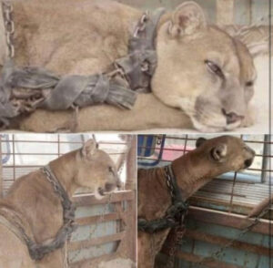Circus held puma chained for years till things changed