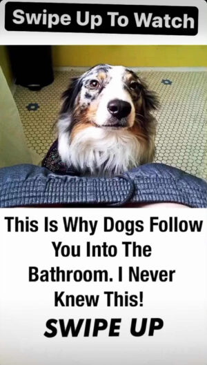 This Is Why Your Dog Always Follows You To The Bathroom