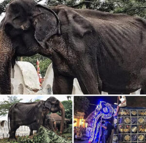 Images show a starving, weak 70-year-old elephant forced to walk miles for a festival