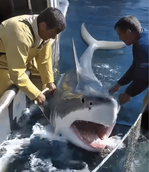 They Tried to Rescue the Shark… But Seconds Later, It Did the Unthinkable.