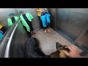 When two kids join the same lift with a German Shepherd