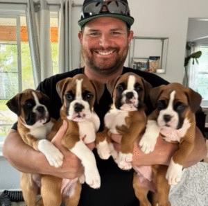 Four Boxer Puppies Found by the Roadside