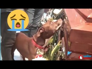 Dog’s Reaction to Beloved Grandmother’s Coffin Moves Everyone