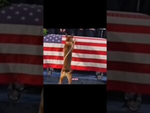 Pet at his owner’s funeral #music #love #pets