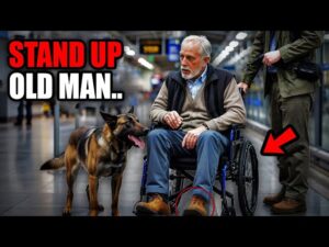 Customs Dog Froze in Front of a Man in Wheelchair—What was Found in the Footrest Made Them Gasp