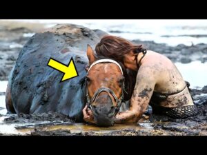 Woman Holds Horse For Hours To Save It From Drowning, Then Something Unbelievable Happens!