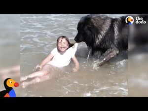 Dog ‘Saves’ His Little Girl From The Ocean | The Dodo