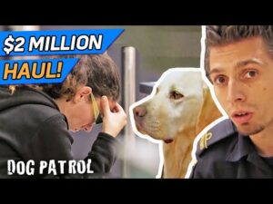 $2,000,000 BUST! Sniffer Dog Finds Illegal Substance At The Border