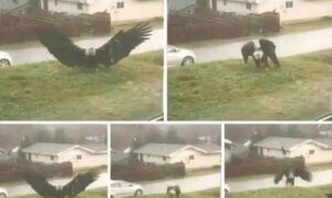 Giant Eagle captured in Bro…