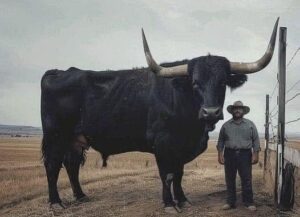 I Paid $6,500 for a Registered Black Angus Bull… and He Wouldn’t Even Look at a Cow
