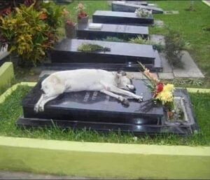 🐾 Capitan the Loyal Dog: A Heartbreaking True Story of Love Beyond Death