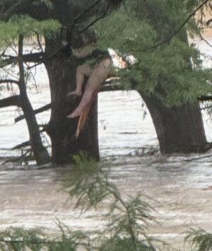 Breaking News: One of the missing camp girls was found 12 miles down river in Texas.