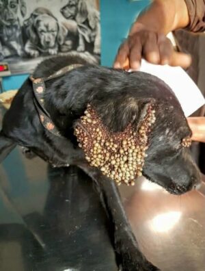 When a stunning Labrador–Hound mix was seen wandering the streets of Johannesburg, South Africa, no one could figure out what the strange bumps on her ears and around her eyes. But luckily, some animal lovers from an organization called CLAW took matters into their own hands and brought her to an animal hospital. And what the vets discovered was shocking. Full story in comments … See more