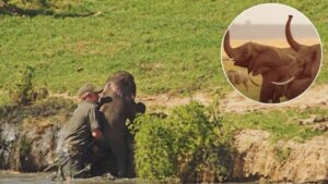 Brave Man Saves Baby Elephant From Drowning Then Gets An Emotional ‘Thank You’ From The Herd