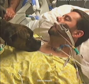 Dog Visits Hospital To Say Goodbye to Owner