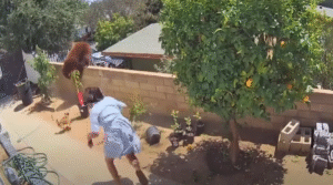 She Risked Her Life to Save Her Puppy from a Bear!