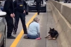 Courageous Roadside Rescue: Woman Helps Wounded German Shepherd on Busy Highway