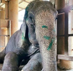 Elephant finally rescued after over 80 years in shackles – finally lays down and rest