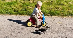 A Bird’s Infinite Gratitude! A bird that was saved by his family when he was a baby visited the boy’s family every day and gave the boy most of his love, and returned every day to hug the boy who saved his life.