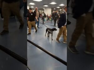 The drug sniffing dog at the Minneapolis & Las Vegas airports- caught on camera in Vegas 2022