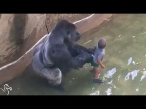 Experts Weigh In On Harambe’s Last Moments