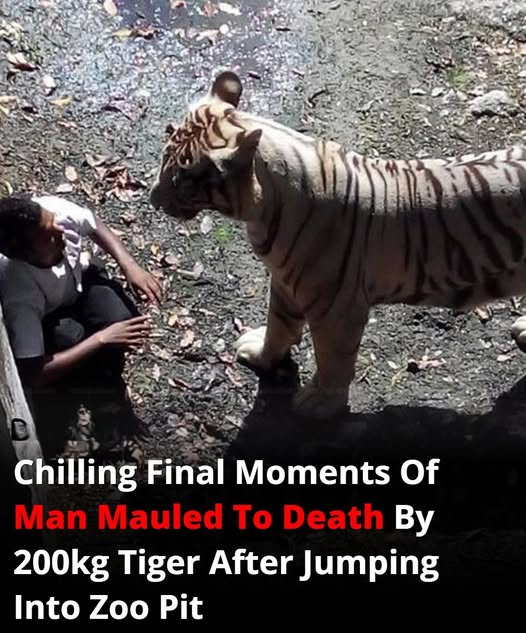 Chilling Final Moments Of Man Mauled To Death By 200kg Tiger After Jumping Into Zoo Pit