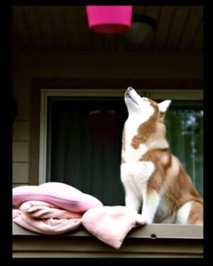 We Fed Our Neighbor’s Dog From Our Balcony For 3 Days—Then She Came Home And Said This