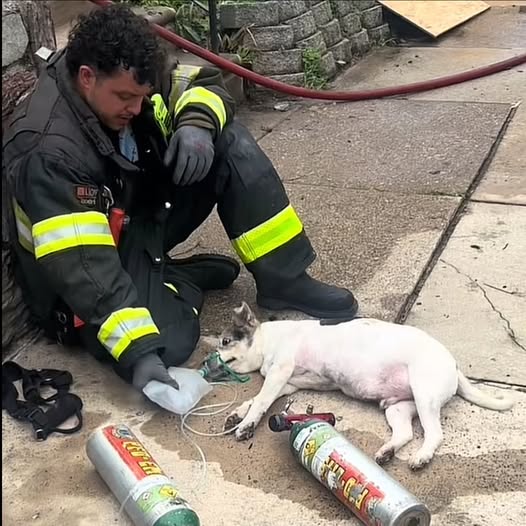 “Firefighter Loses Job — But Saves a Life He Couldn’t Walk Away From”.1