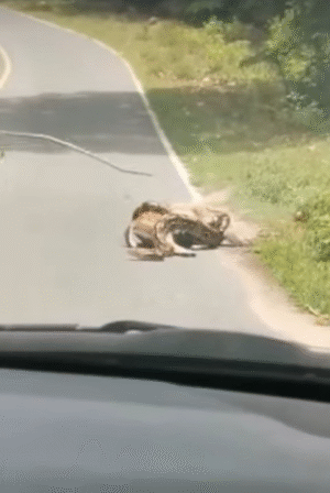 Deer’s Near-Death Encounter with Snake Turns into Dramatic Rescue by Brave Man